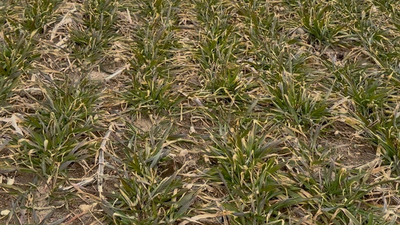 Wheat Weeds 3-23-26
